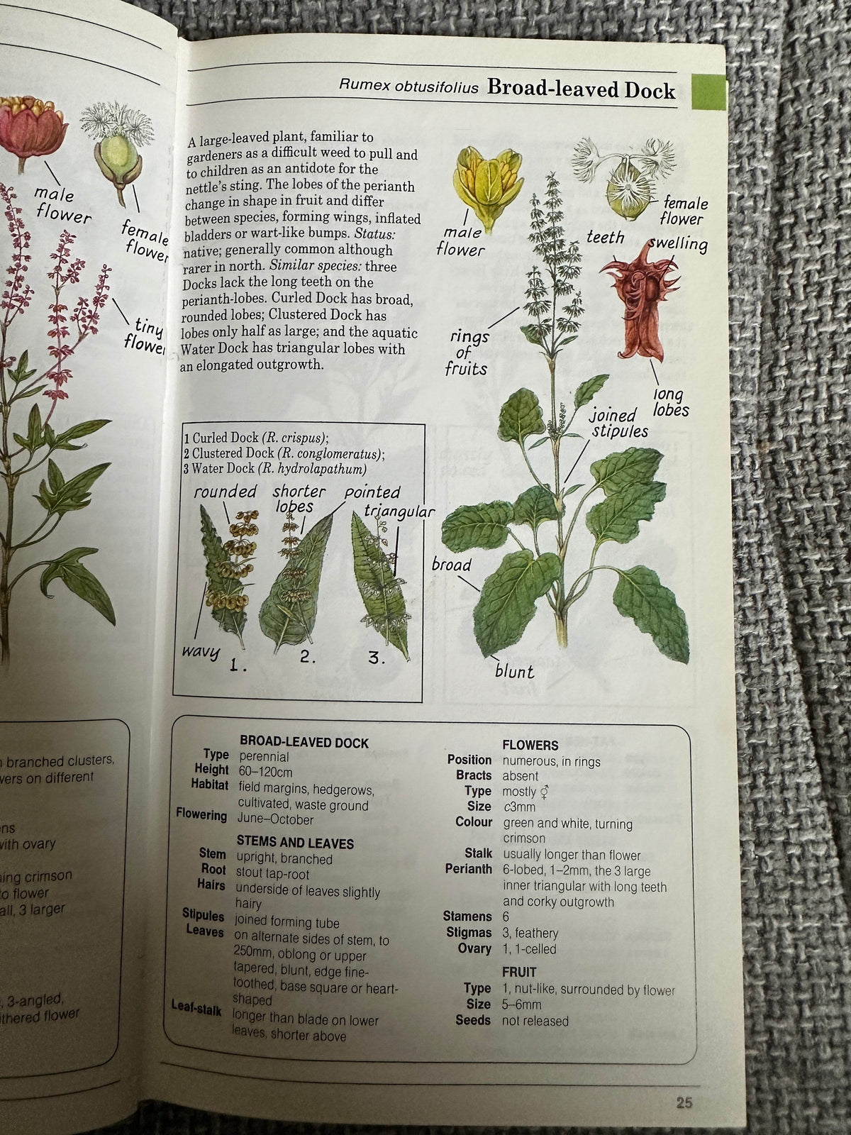 1988 Field Guide To The Wild Flowers Of Britain & Northern Europe - David Sutton(Illust Peter Chesterton, John Davis & Colin Emberson) Parragon - Honeyburn Books (UK)