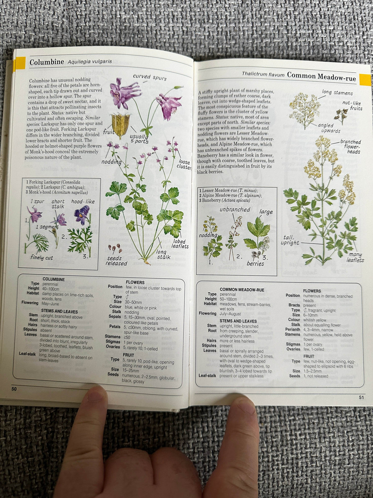 1988 Field Guide To The Wild Flowers Of Britain & Northern Europe - David Sutton(Illust Peter Chesterton, John Davis & Colin Emberson) Parragon - Honeyburn Books (UK)