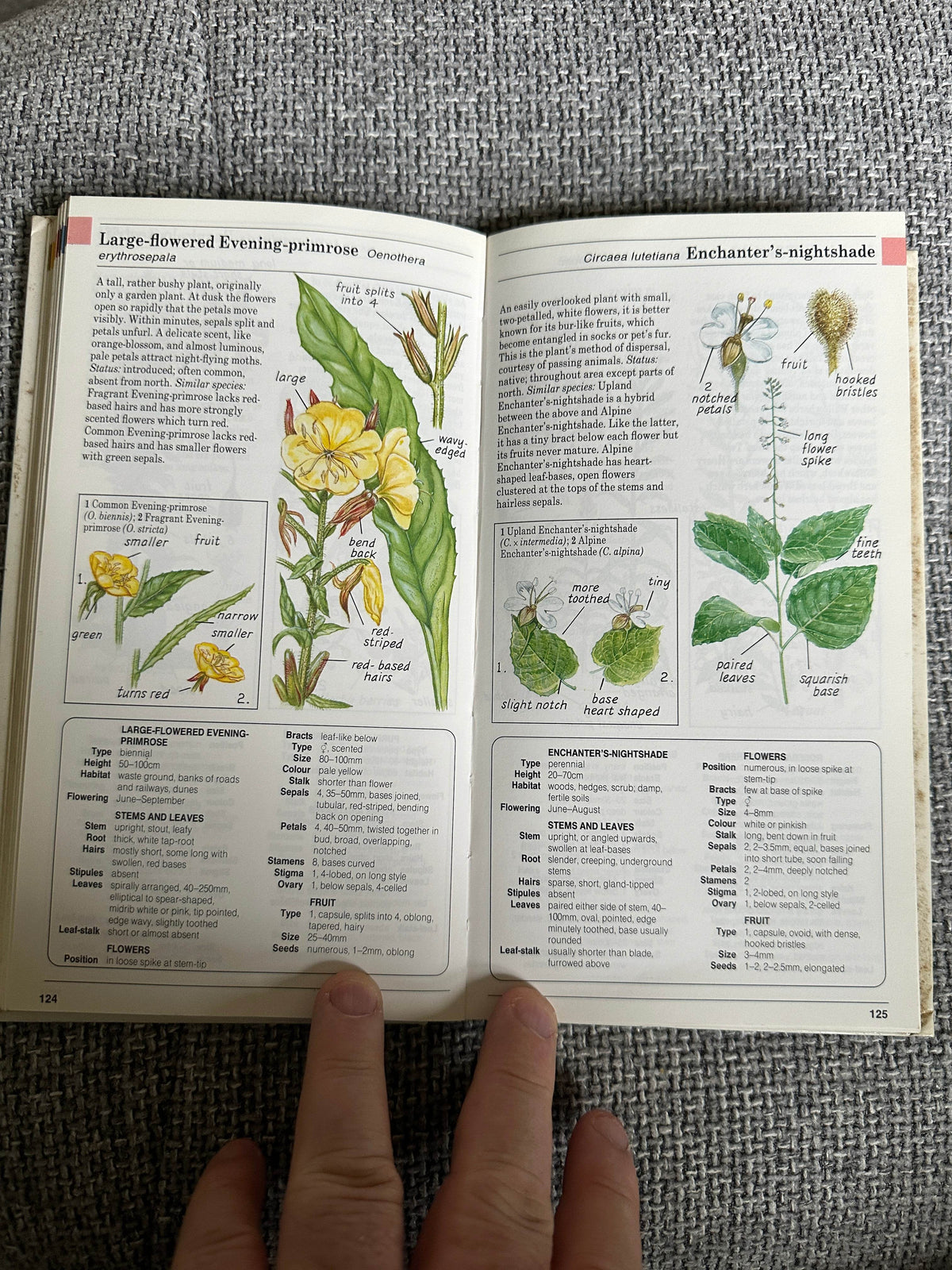 1988 Field Guide To The Wild Flowers Of Britain & Northern Europe - David Sutton(Illust Peter Chesterton, John Davis & Colin Emberson) Parragon - Honeyburn Books (UK)