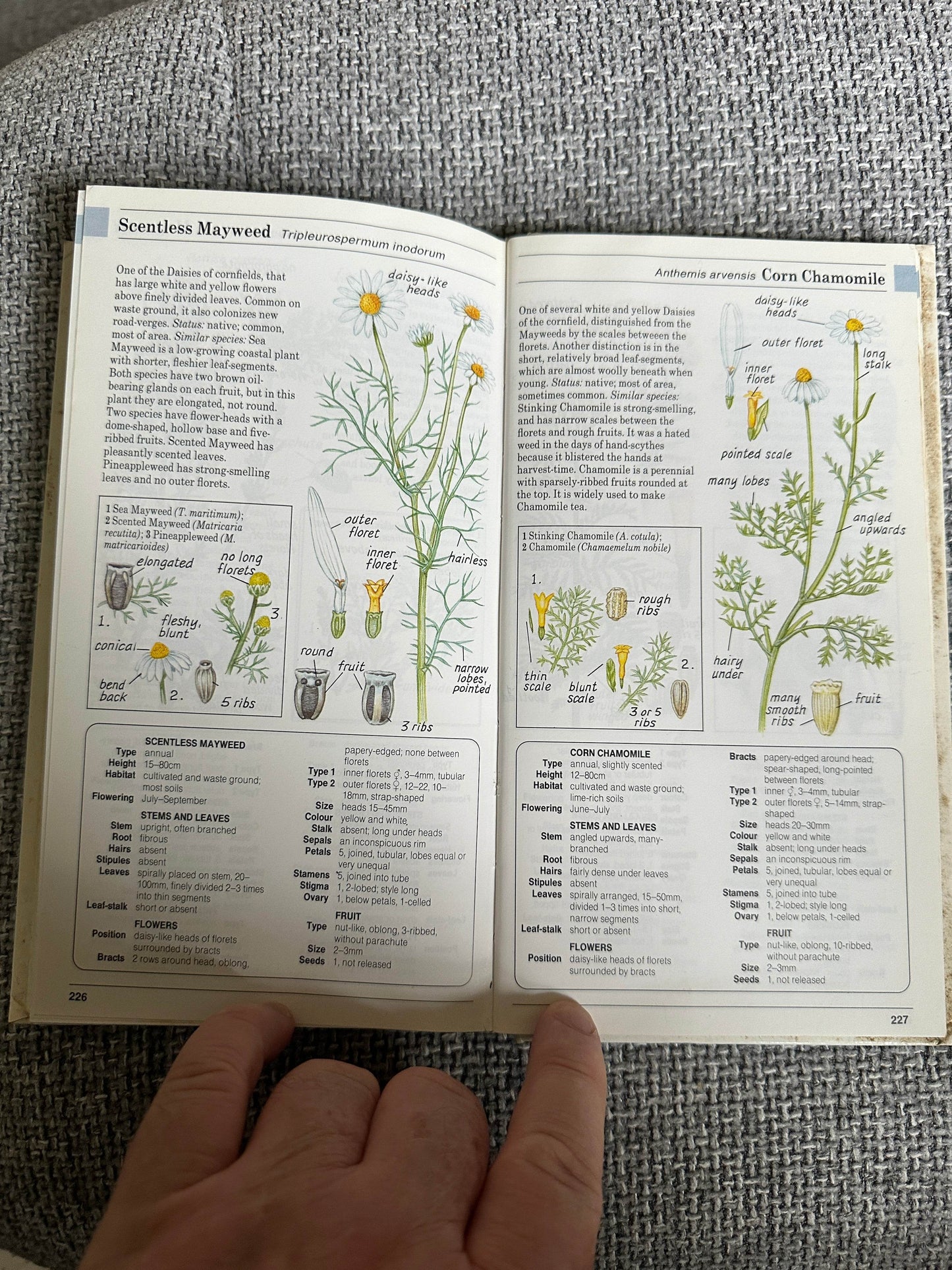 1988 Field Guide To The Wild Flowers Of Britain & Northern Europe - David Sutton(Illust Peter Chesterton, John Davis & Colin Emberson) Parragon - Honeyburn Books (UK)