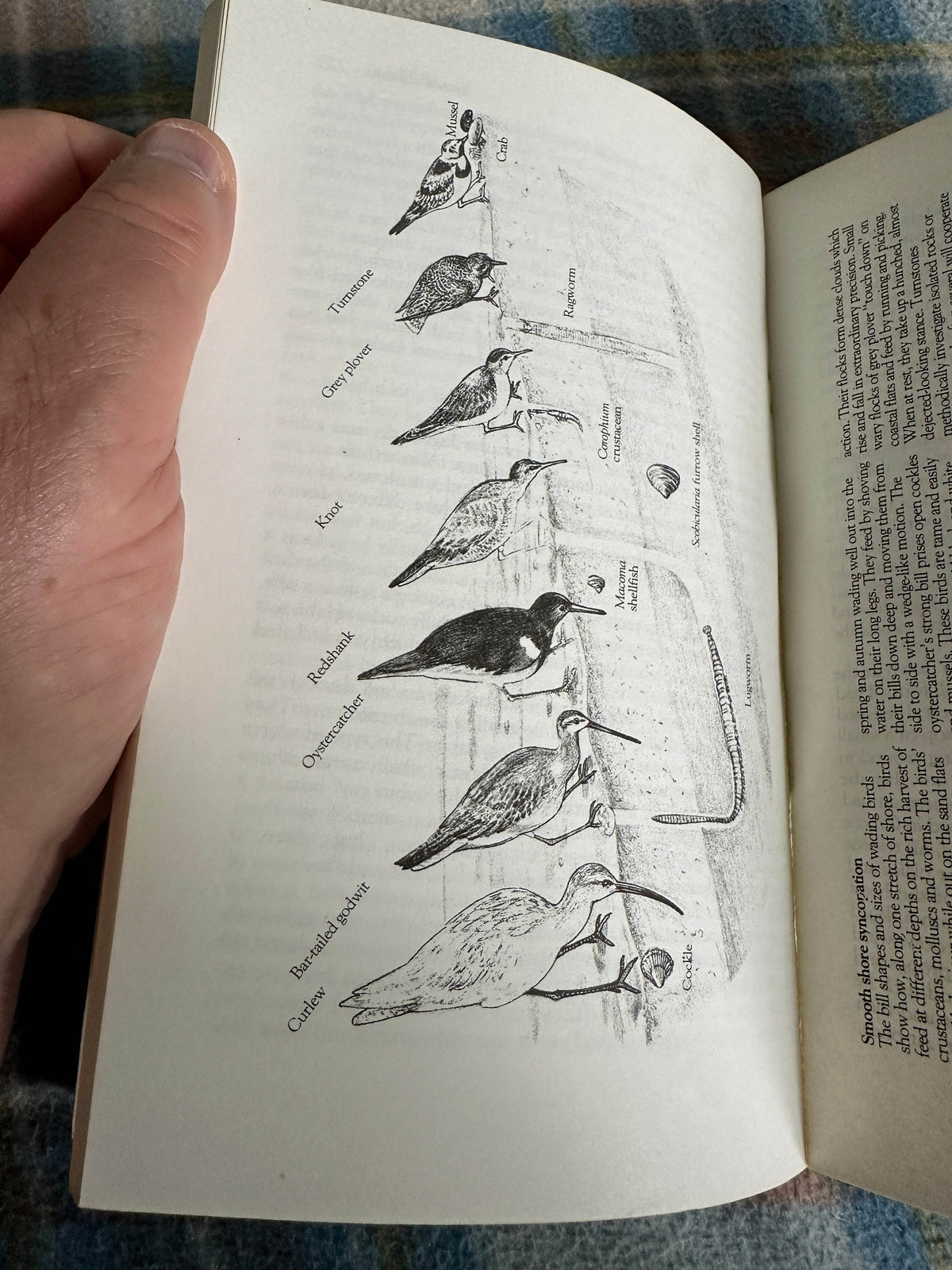 1985 The Amateur Naturlist - Gerald Durrell with Lee Durrell(Penguin) - Honeyburn Books (UK)