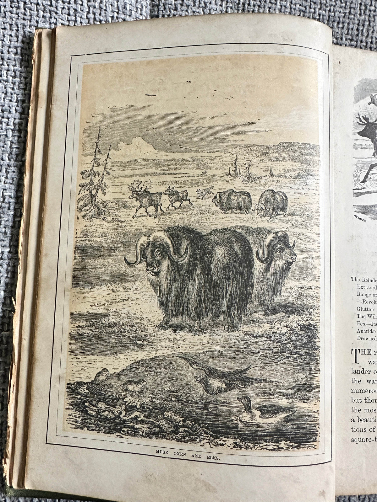 1892 The Polar World - Dr. G. Hartwig(Longmans Green & Co) - Honeyburn Books (UK)