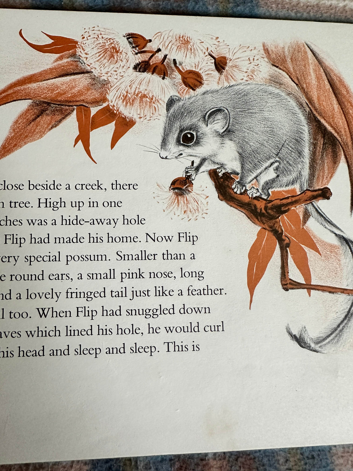 1964 Flip The Flying Possum - Noel’s Young(Methuen & Co Ltd) - Honeyburn Books (UK)
