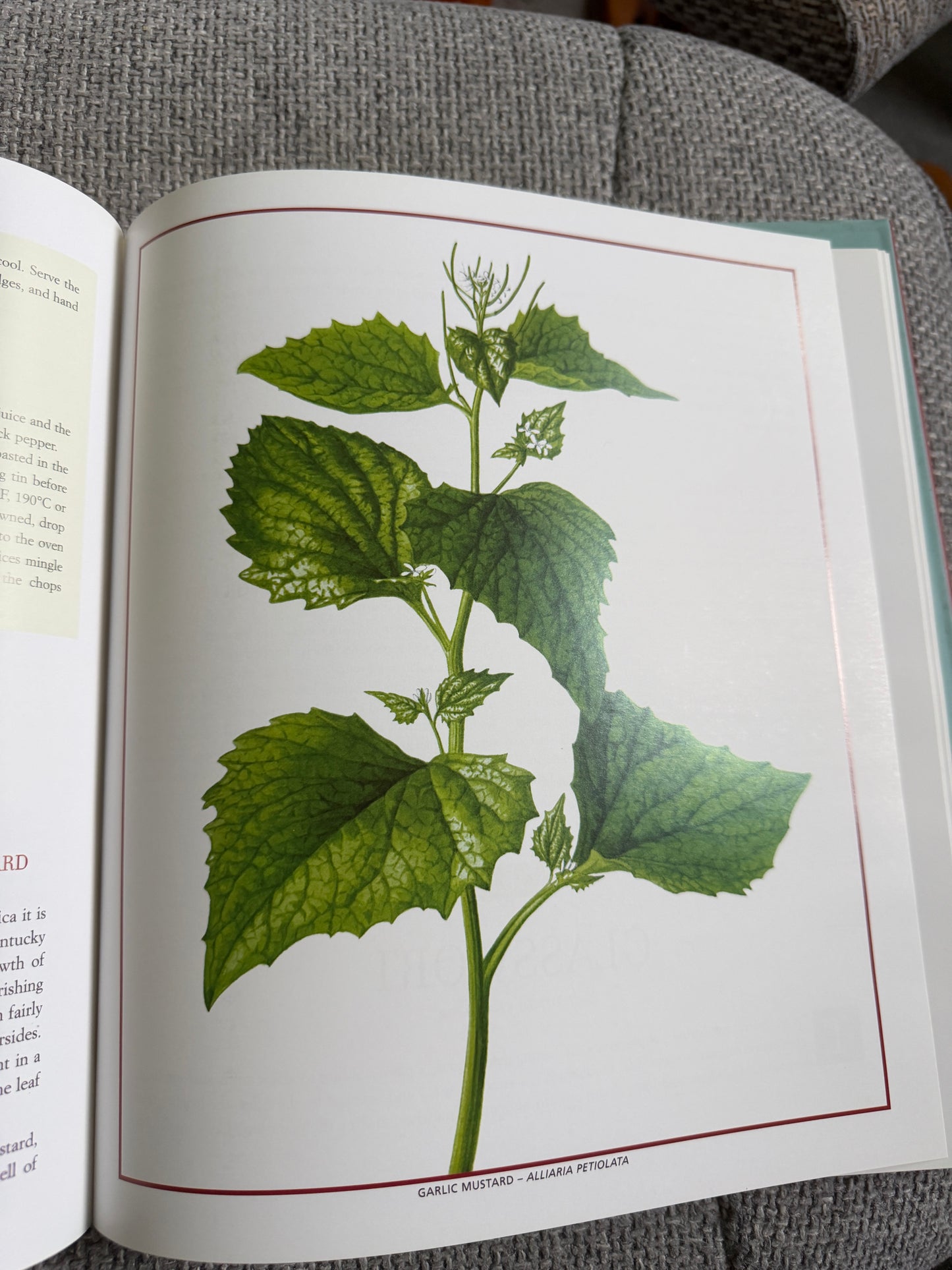 2010 Edible Wild Plants & Herbs - Pamela Michael (Christabel King painting) Grub Street Publisher