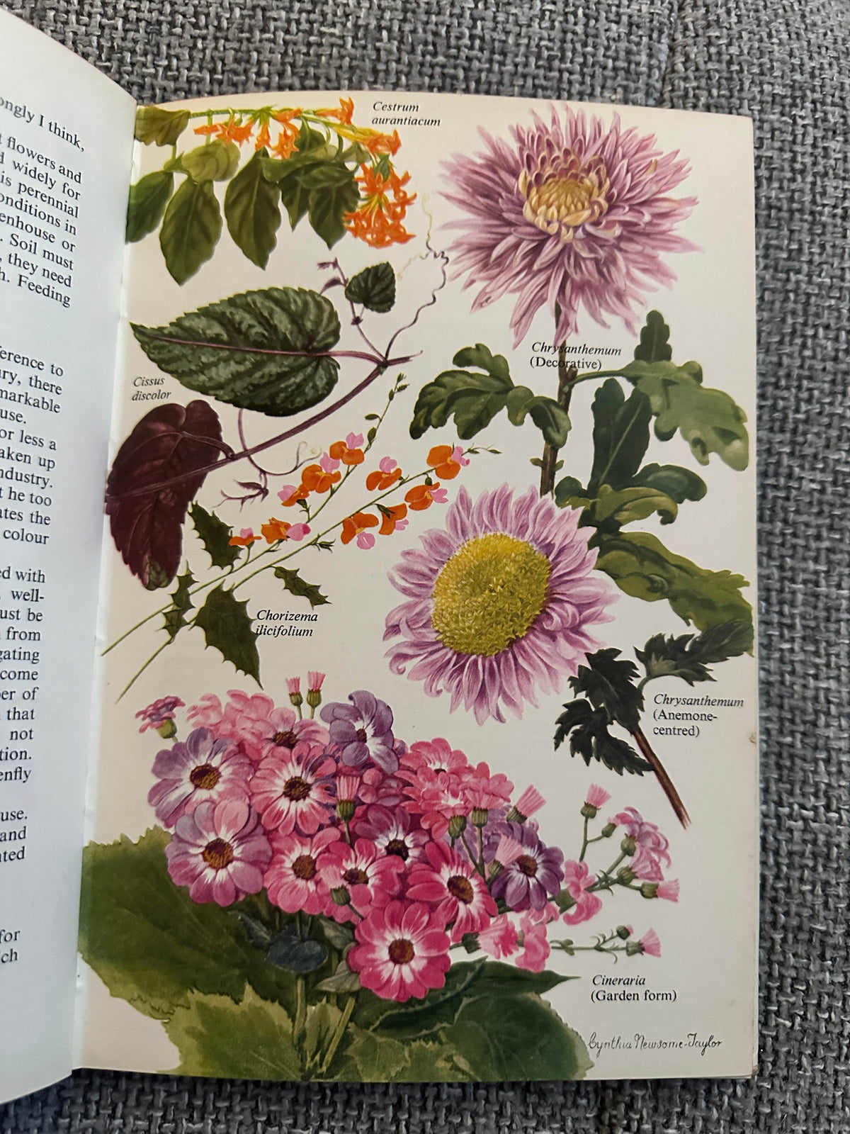 1962*1st* Greenhouse Plants In Colour - J. S. Dakers (W.H. & L. Collingridge Ltd) - Honeyburn Books (UK)