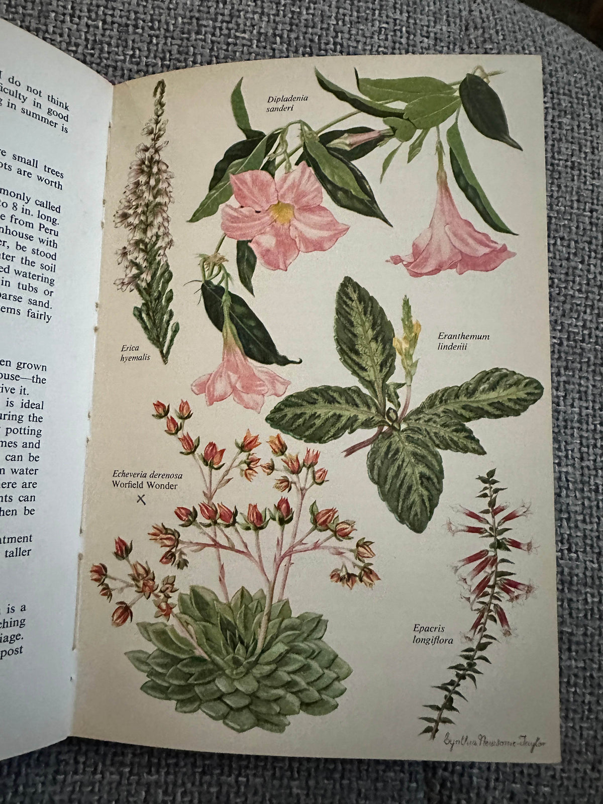 1962*1st* Greenhouse Plants In Colour - J. S. Dakers (W.H. & L. Collingridge Ltd) - Honeyburn Books (UK)