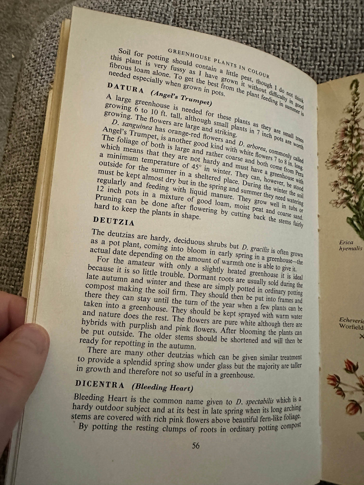 1962*1st* Greenhouse Plants In Colour - J. S. Dakers (W.H. & L. Collingridge Ltd) - Honeyburn Books (UK)