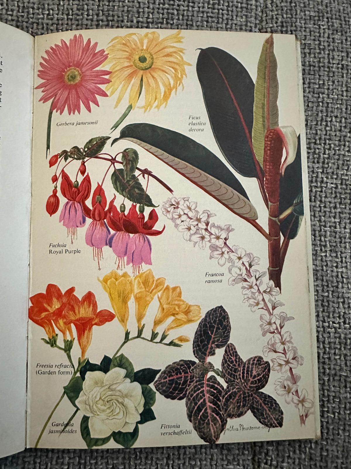 1962*1st* Greenhouse Plants In Colour - J. S. Dakers (W.H. & L. Collingridge Ltd) - Honeyburn Books (UK)