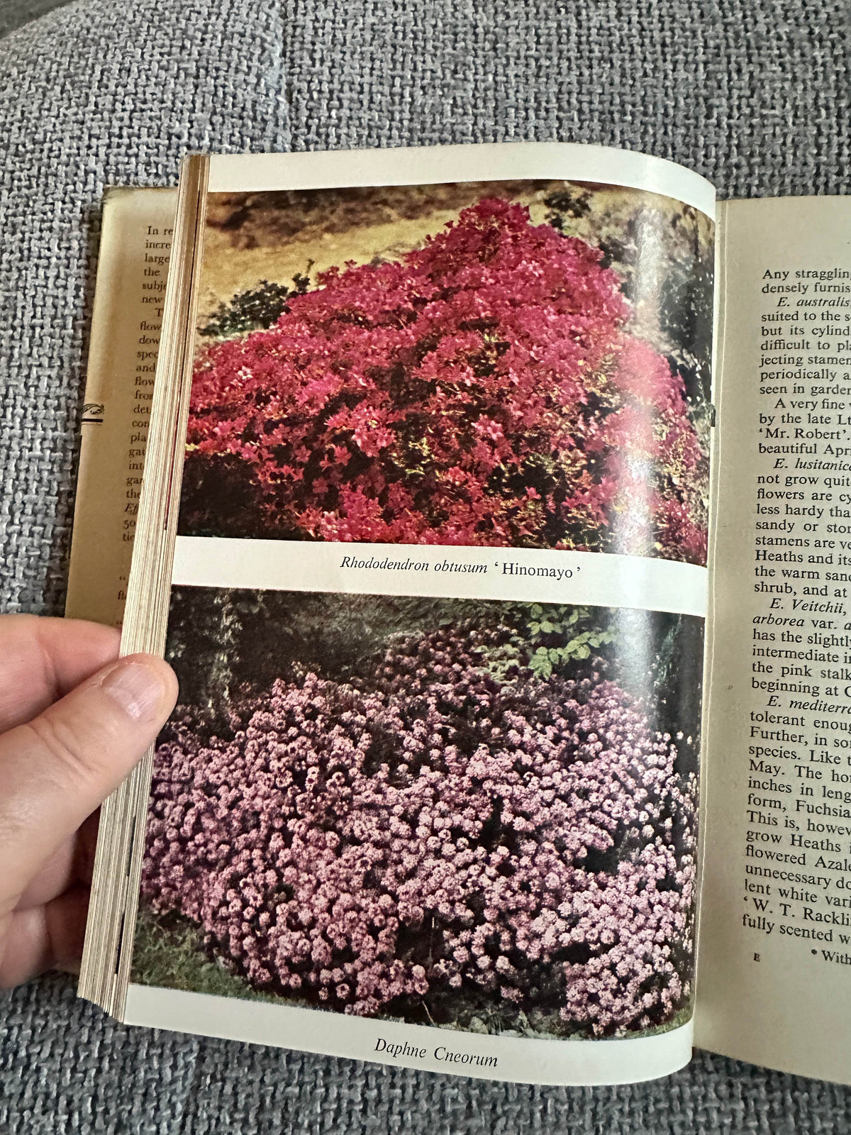 1962 Effective Flowering Shrubs - Michael Haworth-Booth(Collins) - Honeyburn Books (UK)