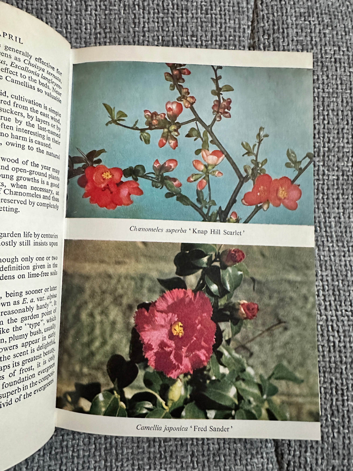 1962 Effective Flowering Shrubs - Michael Haworth-Booth(Collins) - Honeyburn Books (UK)