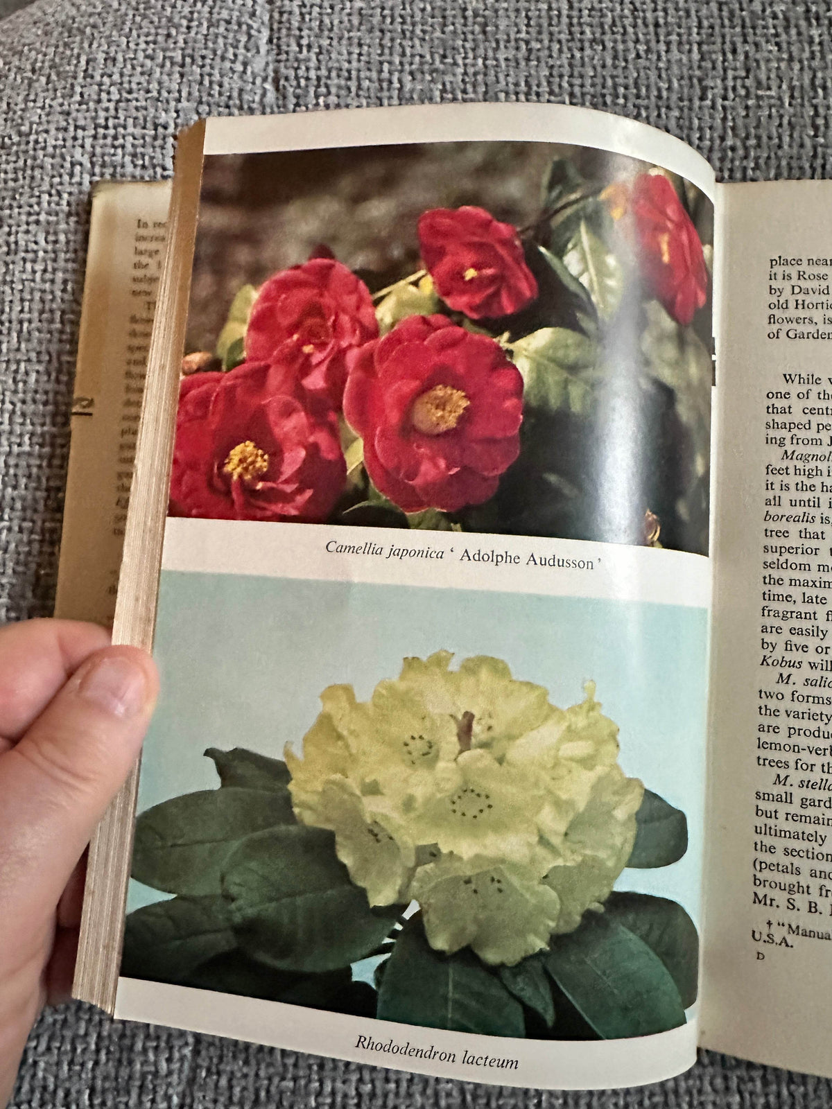 1962 Effective Flowering Shrubs - Michael Haworth-Booth(Collins) - Honeyburn Books (UK)
