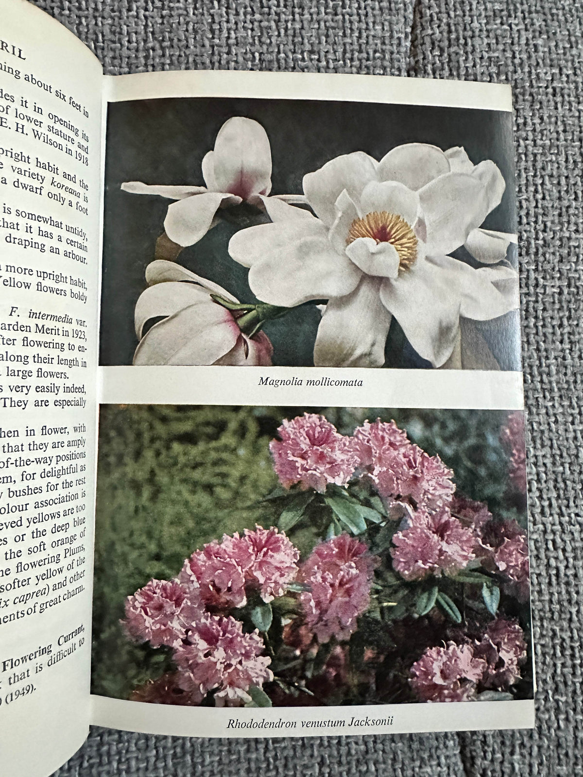 1962 Effective Flowering Shrubs - Michael Haworth-Booth(Collins) - Honeyburn Books (UK)