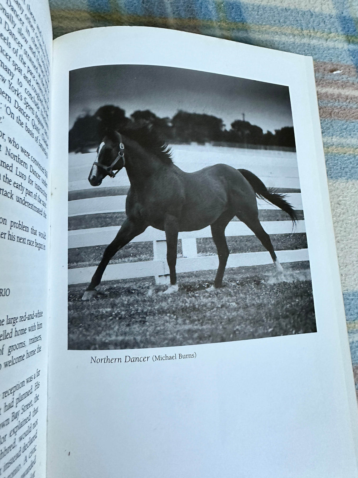 1999*1st* Northern Dancer - Muriel Lennox(Mainstream Publishing) - Honeyburn Books (UK)