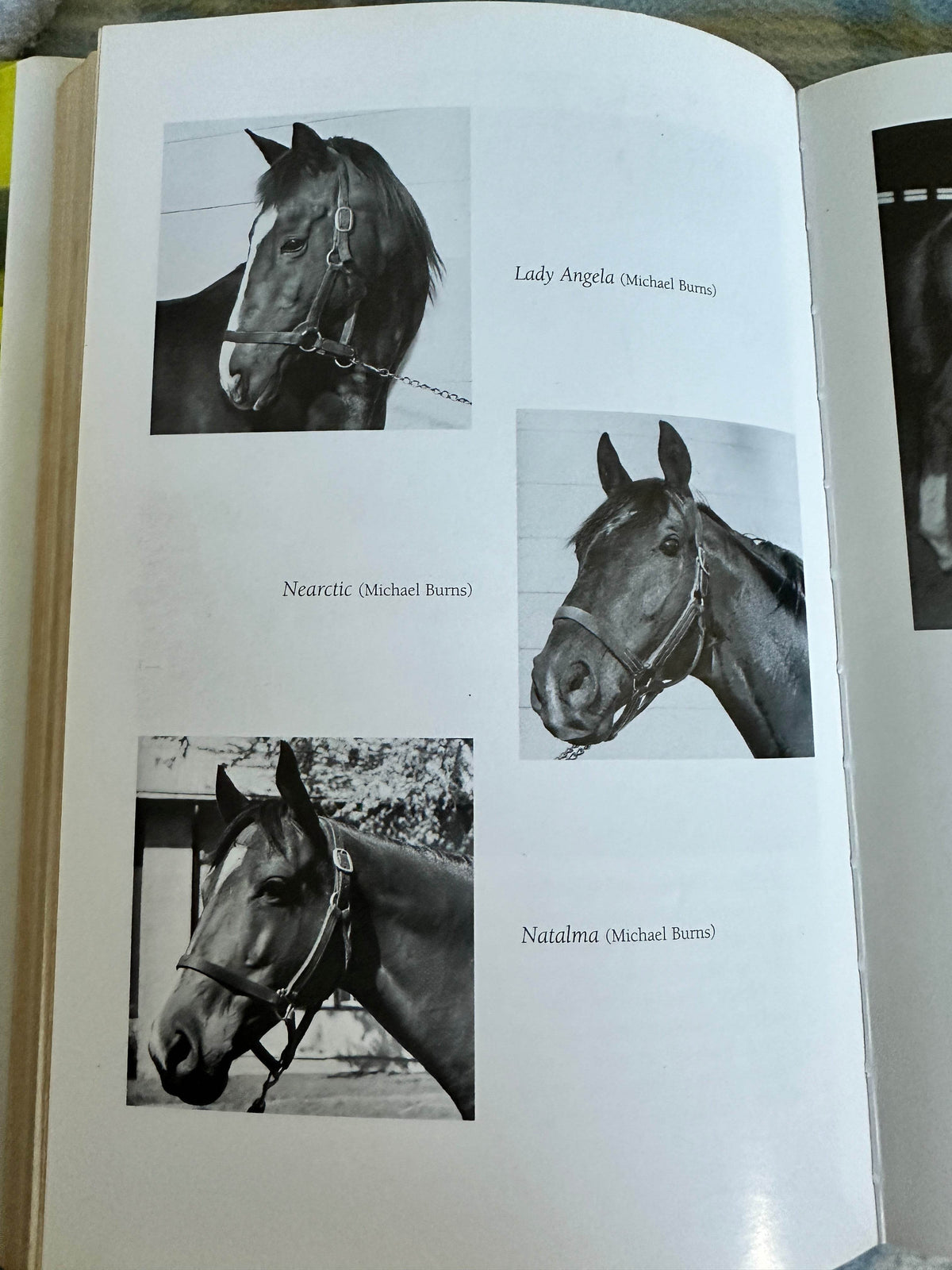 1999*1st* Northern Dancer - Muriel Lennox(Mainstream Publishing) - Honeyburn Books (UK)