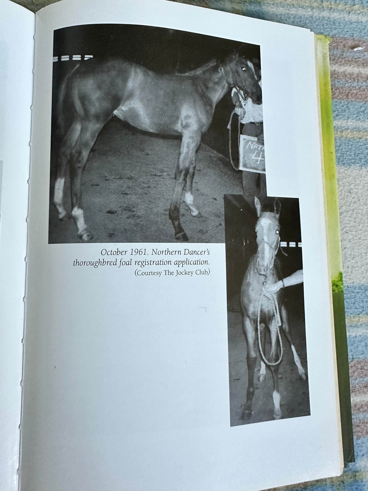 1999*1st* Northern Dancer - Muriel Lennox(Mainstream Publishing) - Honeyburn Books (UK)
