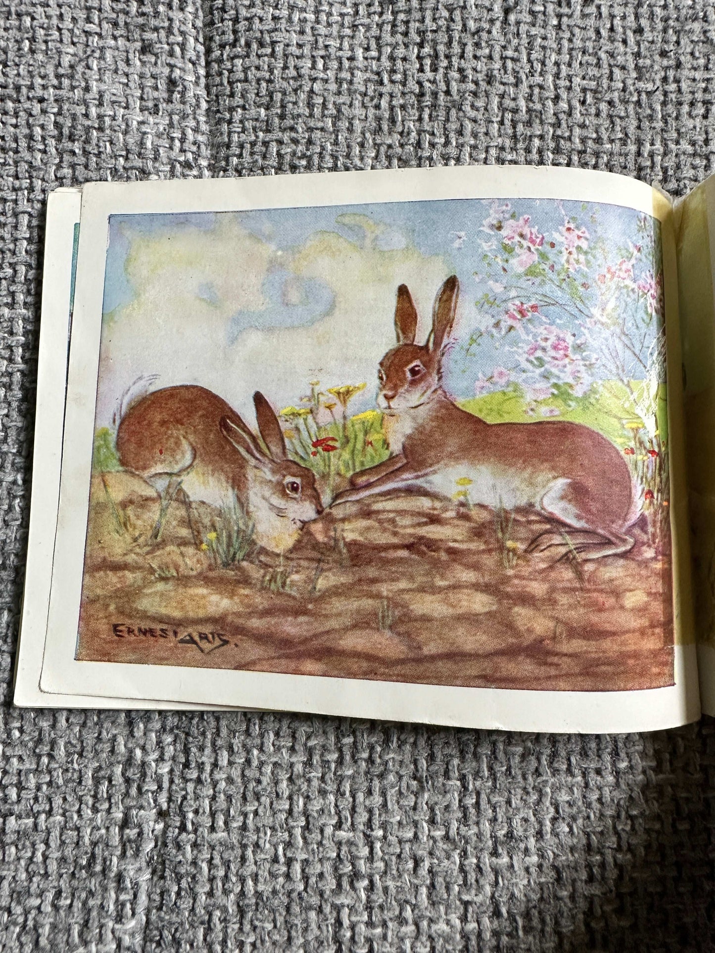 1946 The Story Of Little Jacky Hare (Chummy Book) Maud Morin (Illust Ernest Aris) Valentine & Sons Ltd