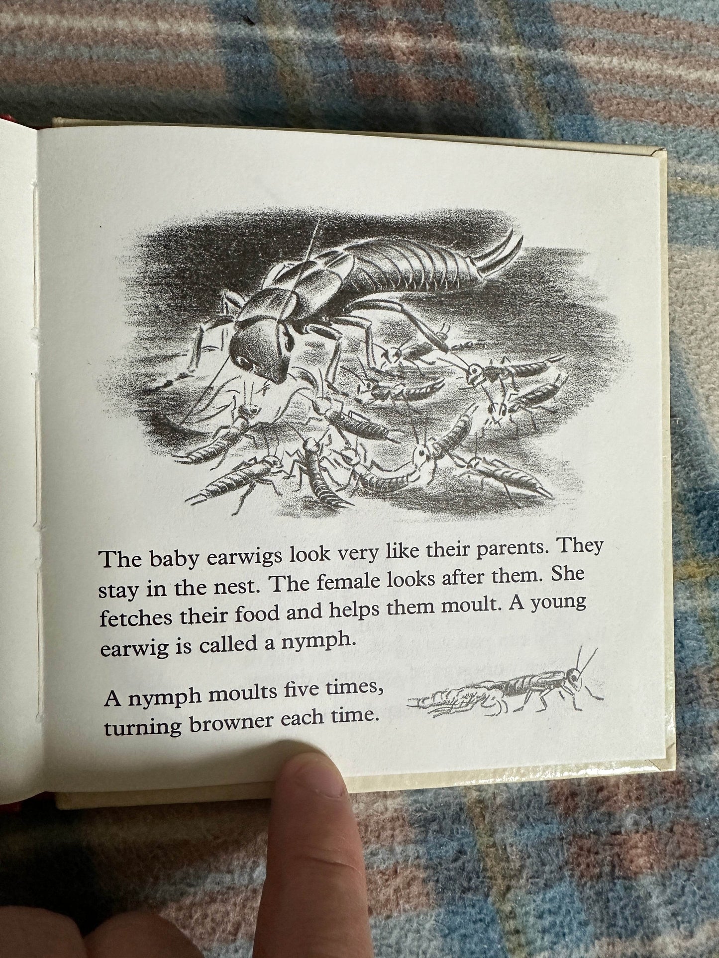 1966 Ladybird, Butterfly & Earwig(Stand & Stare Book 2)- Phyllis Ladyman(Methuen) - Honeyburn Books (UK)