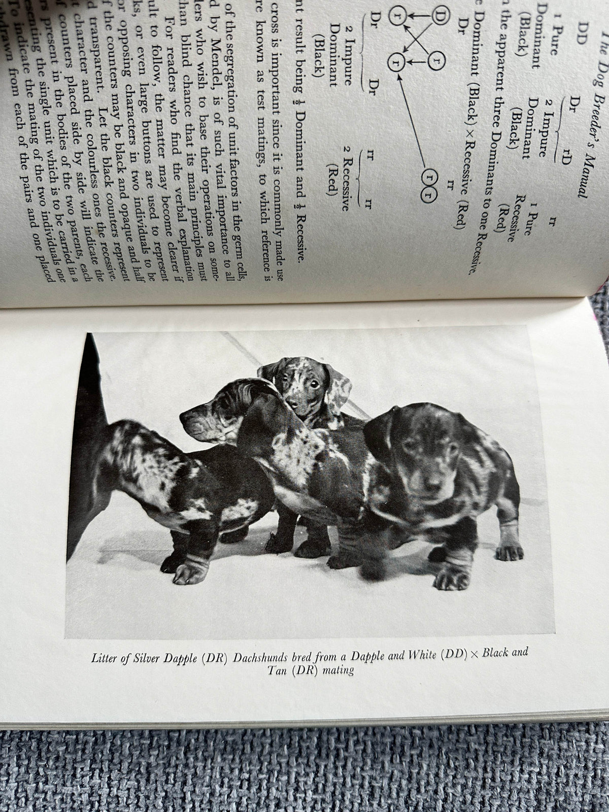 1951*1st* The Dog Breeder’s Manual - Eric Fitch Dalglish(Dent) - Honeyburn Books (UK)