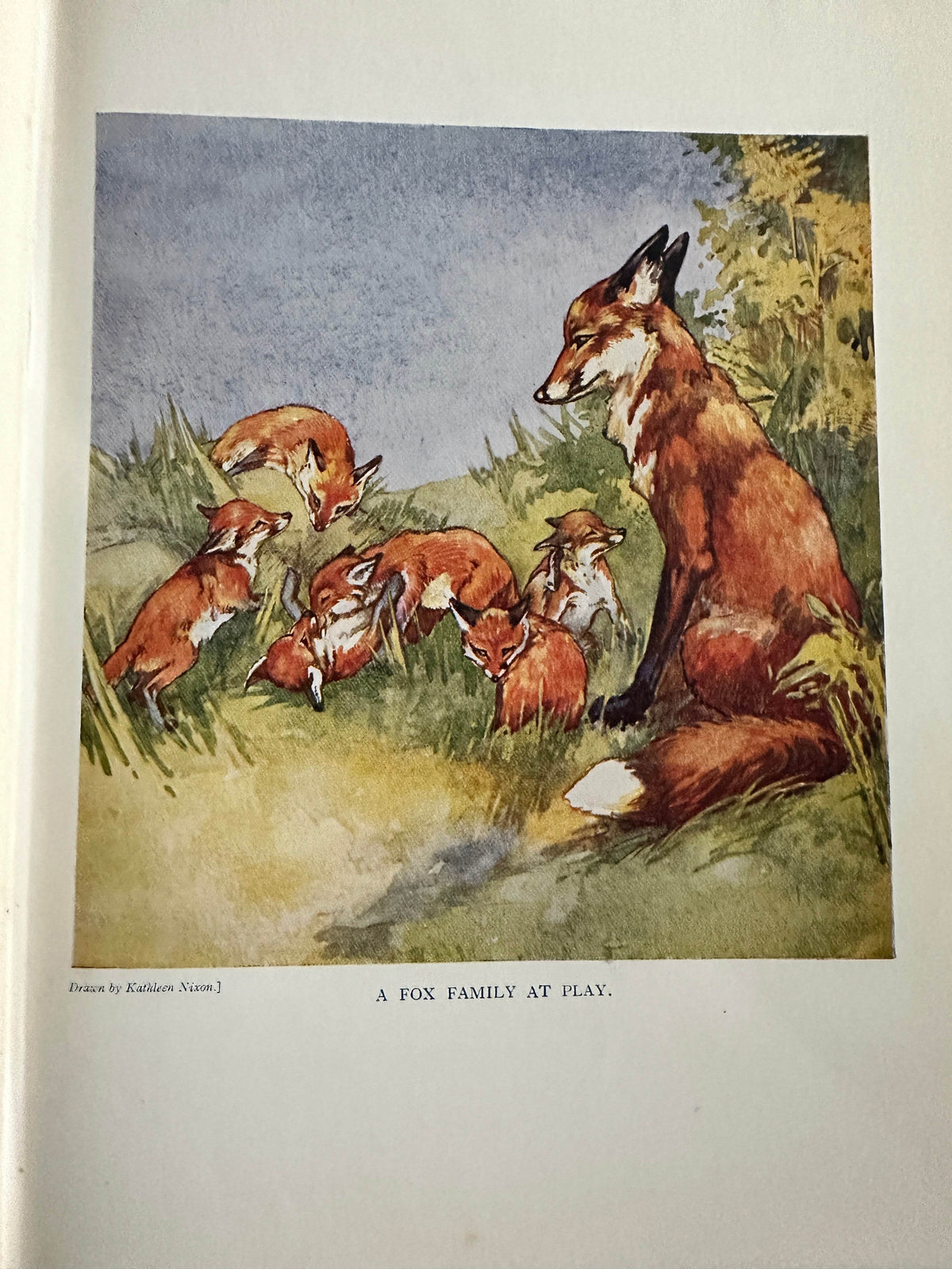 1927*1st* The Animal Book - Enid Blyton(Various Artists) George Newnes Ltd - Honeyburn Books (UK)