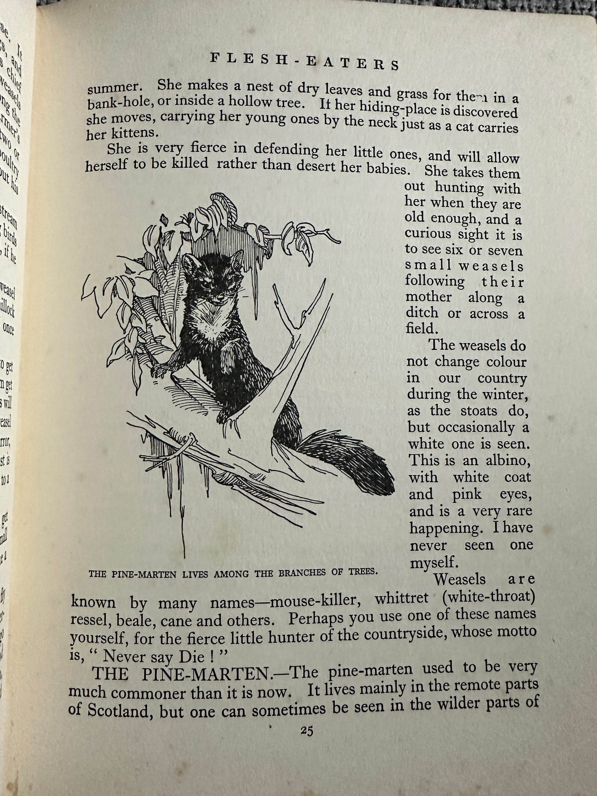 1927*1st* The Animal Book - Enid Blyton(Various Artists) George Newnes Ltd - Honeyburn Books (UK)
