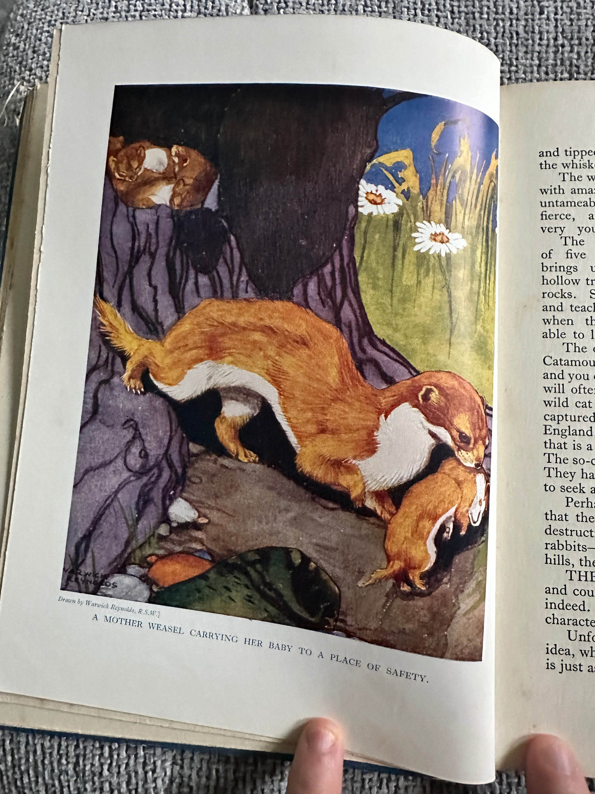 1927*1st* The Animal Book - Enid Blyton(Various Artists) George Newnes Ltd - Honeyburn Books (UK)