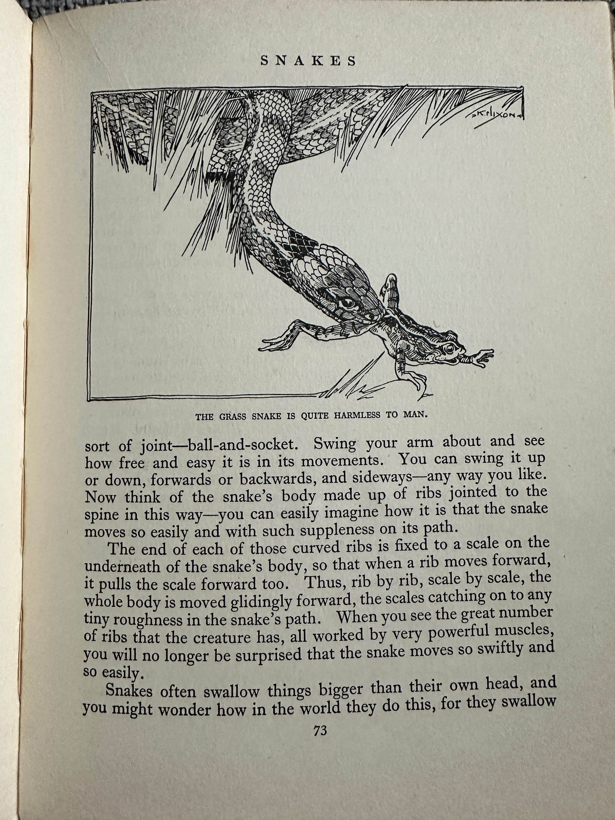 1927*1st* The Animal Book - Enid Blyton(Various Artists) George Newnes Ltd - Honeyburn Books (UK)