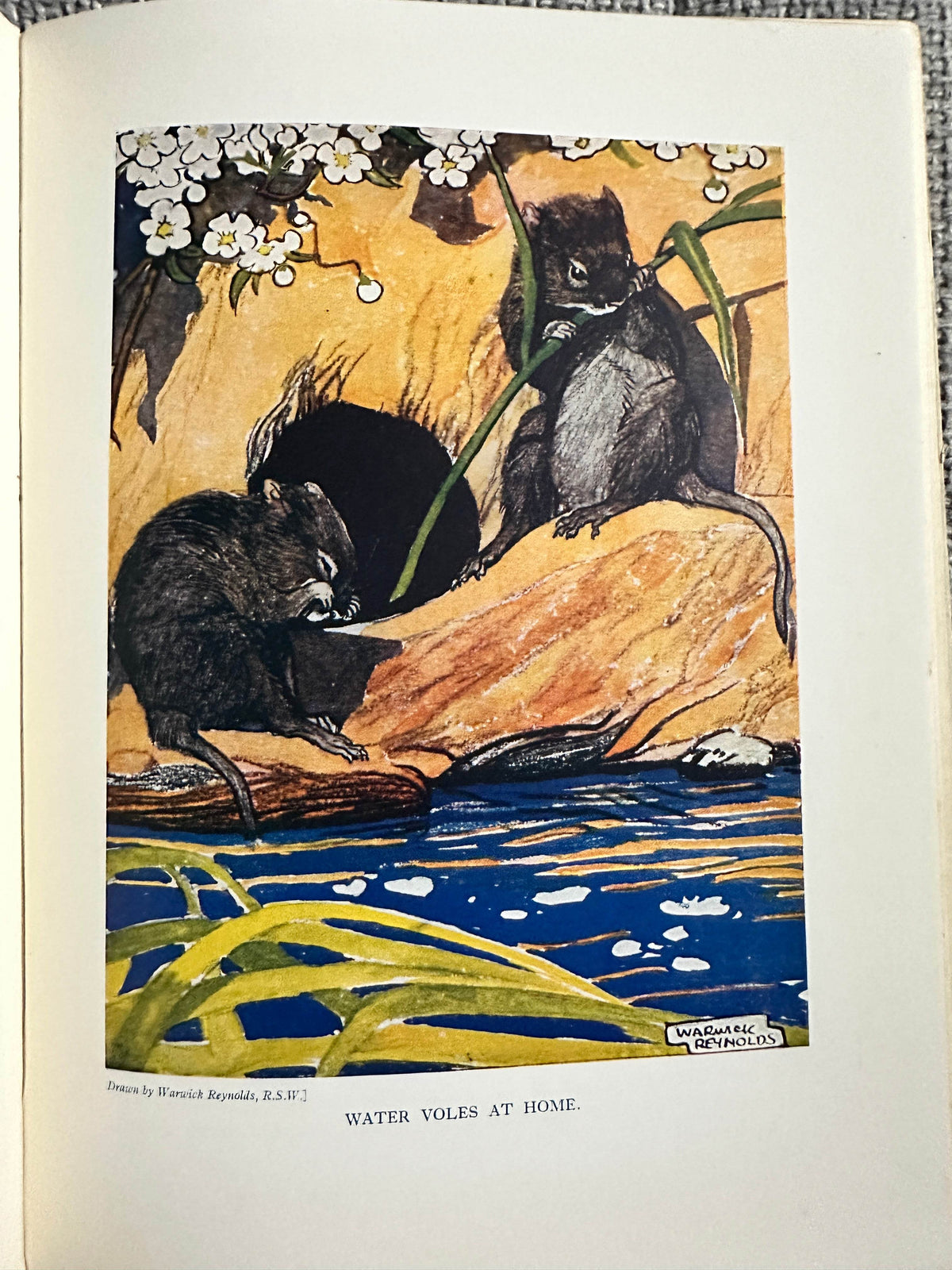 1927*1st* The Animal Book - Enid Blyton(Various Artists) George Newnes Ltd - Honeyburn Books (UK)