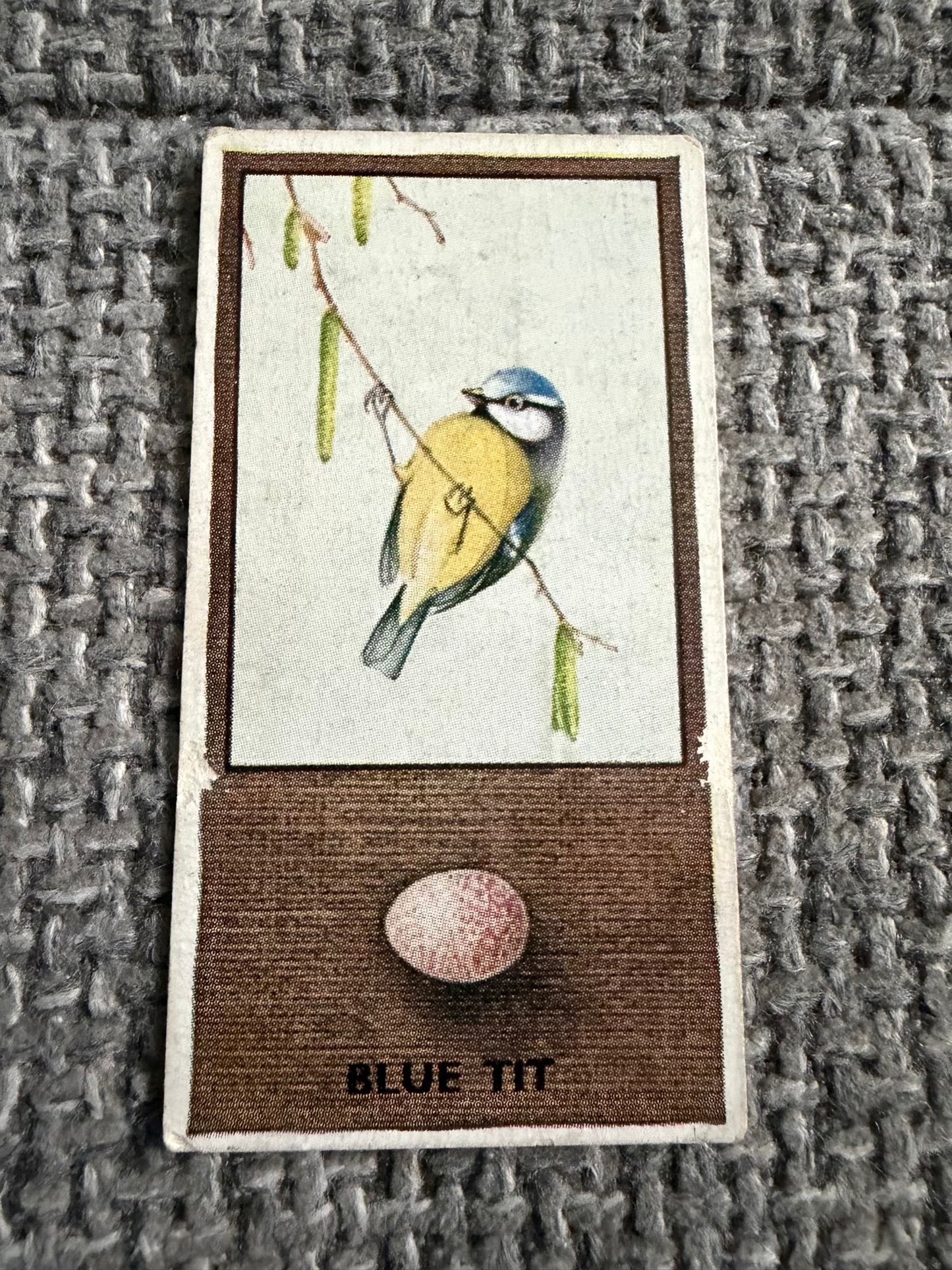 Vintage Cigarette Card — Blue Tit — British Birds & Their Eggs — Godfrey Phillips No.16