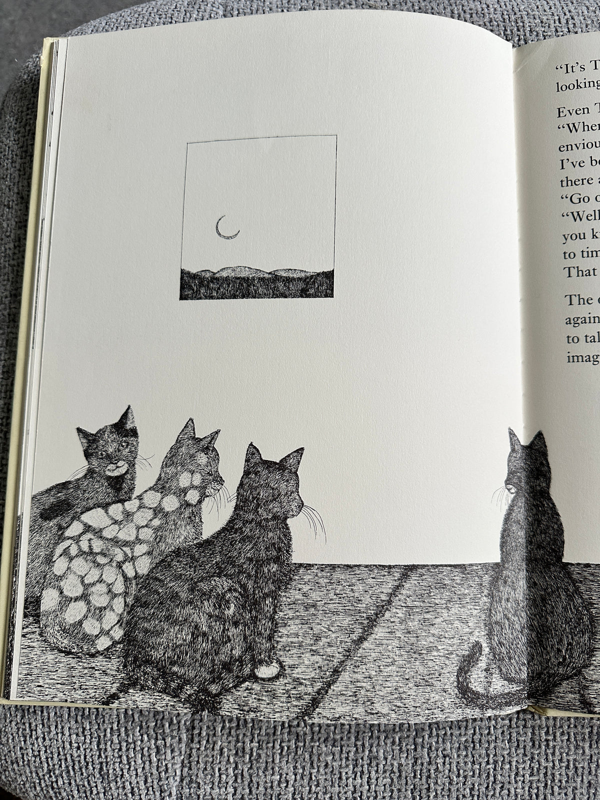 1977 Tom Cat - Written & Illustrated Susie Bohdal (Ernest Benn Ltd) - Honeyburn Books (UK)