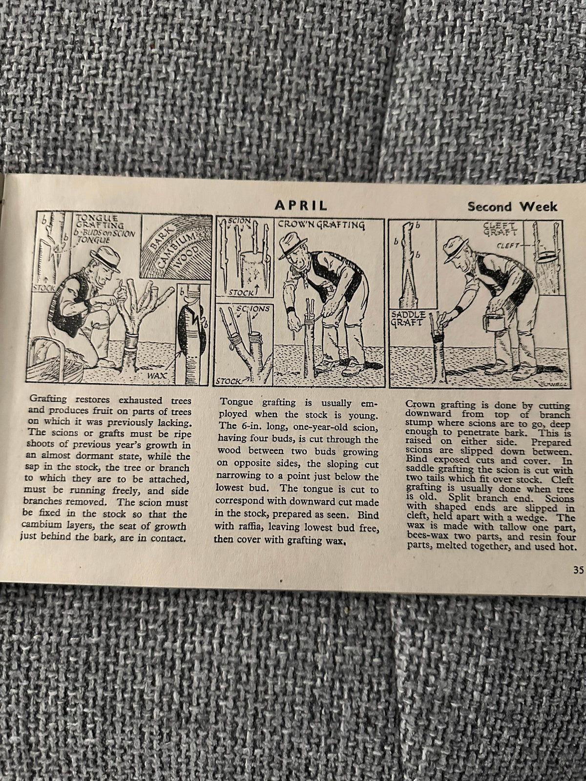 1946 Adam The Gardener - Cyril Cowell(Sunday Express) - Honeyburn Books (UK)