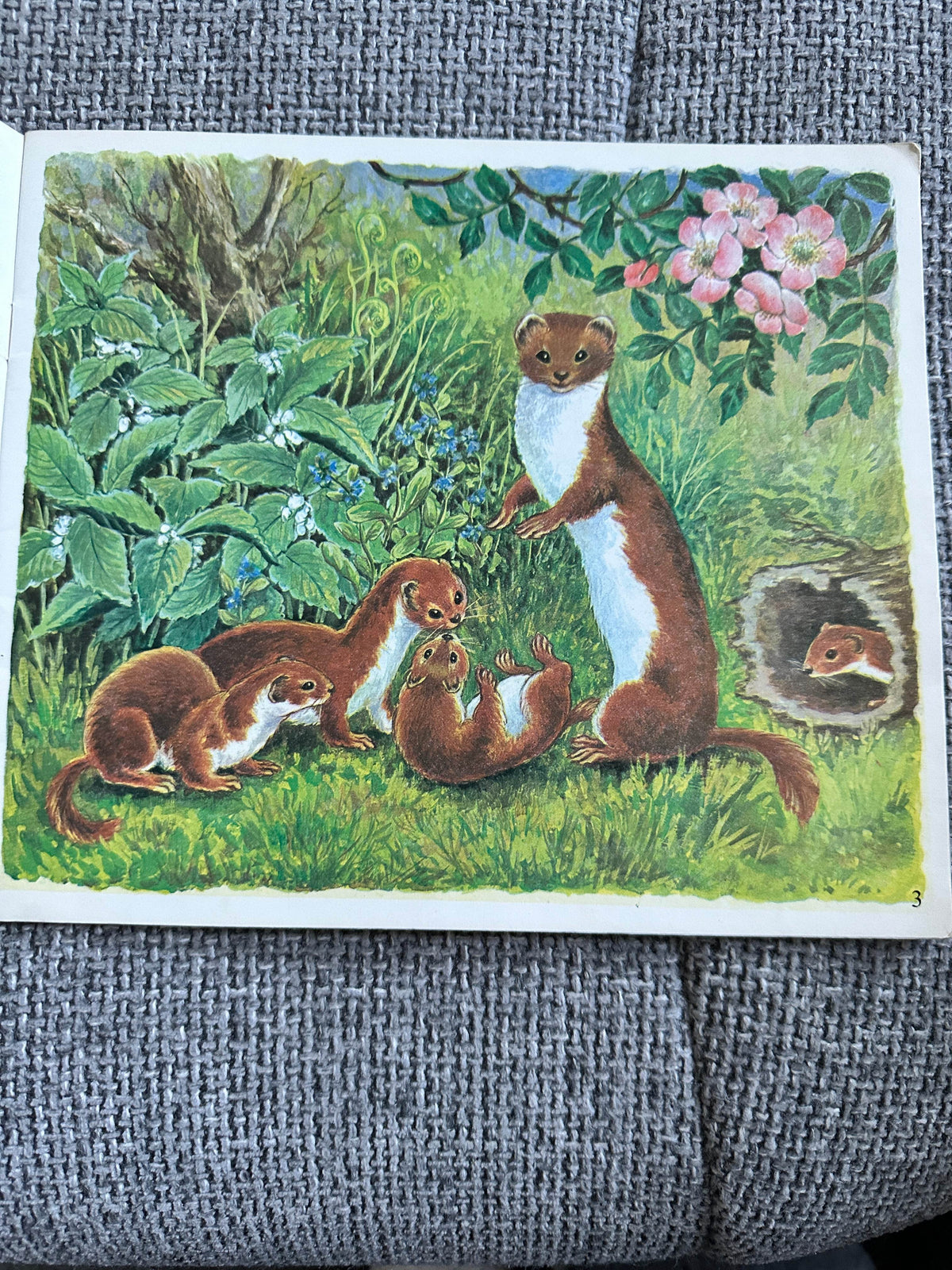 1972 Let’s Meet Some Baby Animals - Ella Bruce(The Medici Society) - Honeyburn Books (UK)