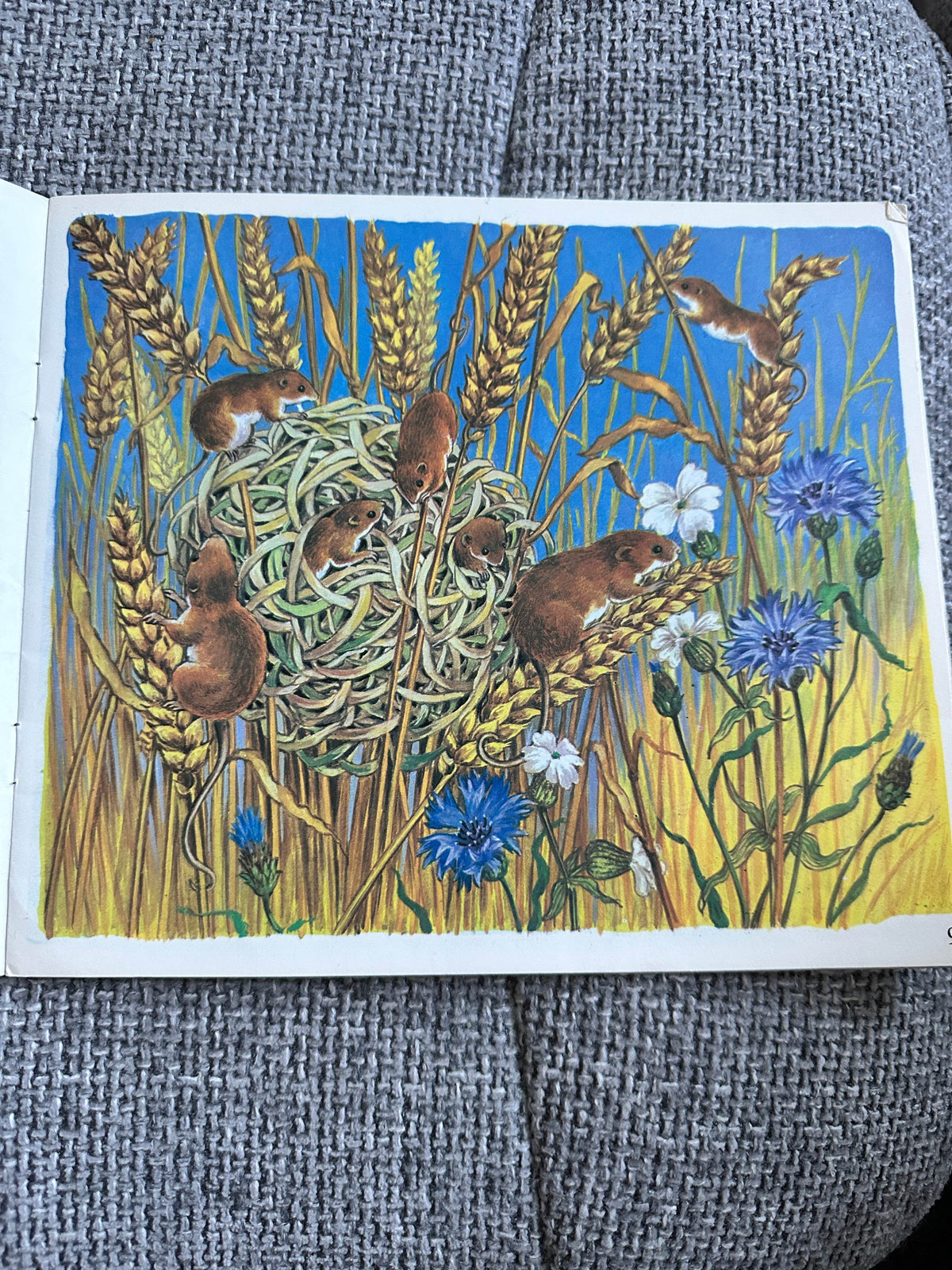 1972 Let’s Meet Some Baby Animals - Ella Bruce(The Medici Society) - Honeyburn Books (UK)