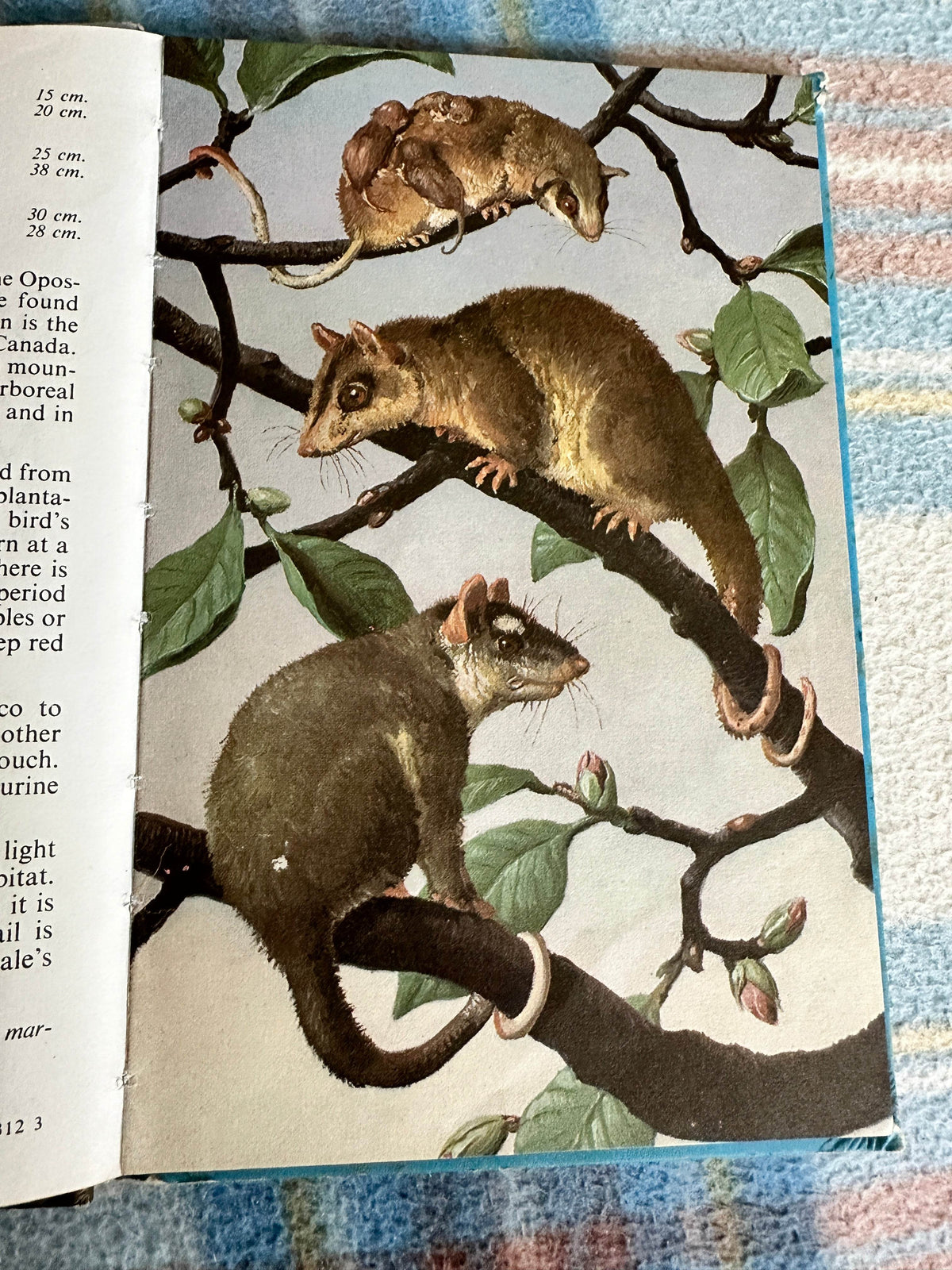 1972 South American Mammals(Series 691 Ladybird) John Leigh-Pemberton (Wills & Hepworth) - Honeyburn Books (UK)