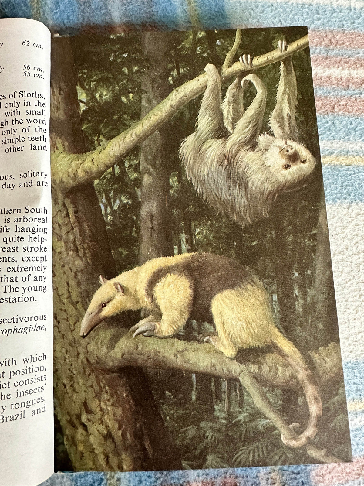 1972 South American Mammals(Series 691 Ladybird) John Leigh-Pemberton (Wills & Hepworth) - Honeyburn Books (UK)
