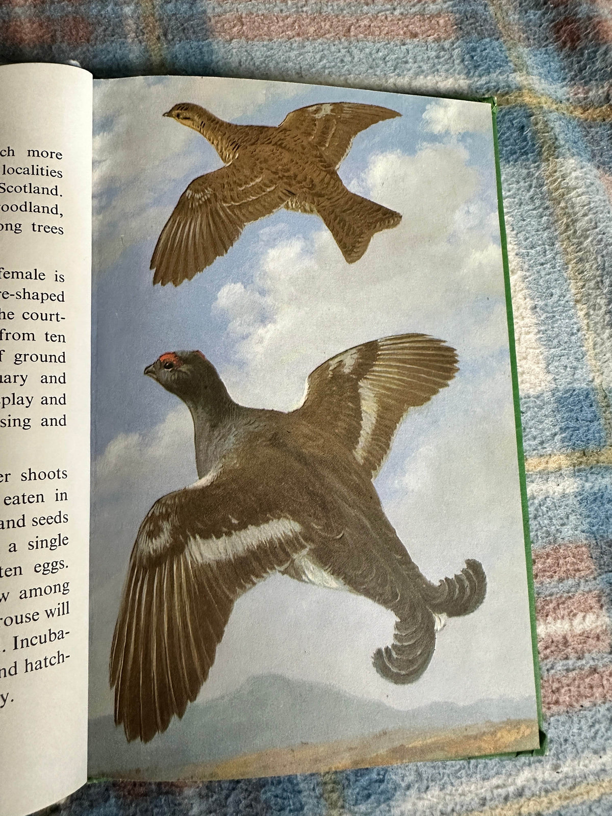 1968 Heath & Woodland Birds(Series 536) John Leigh-Pemberton(Ladybird Books) - Honeyburn Books (UK)