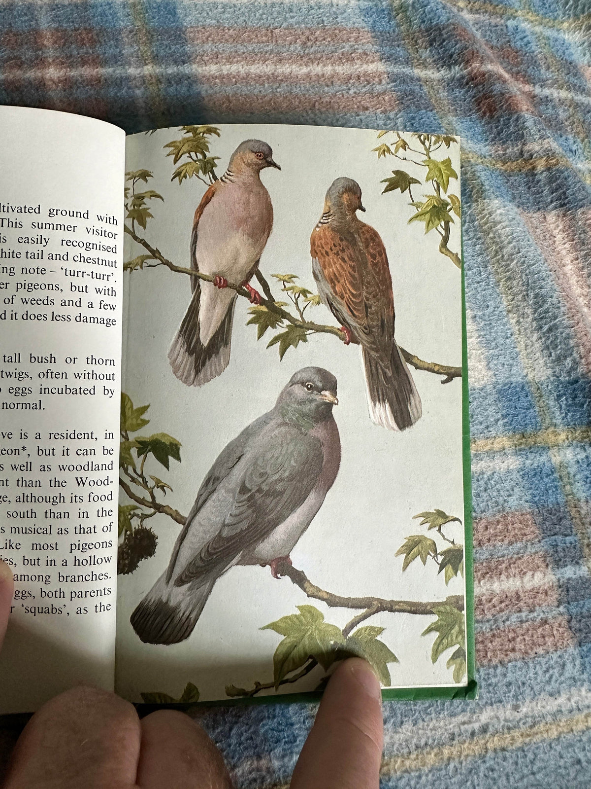 1968 Heath & Woodland Birds(Series 536) John Leigh-Pemberton(Ladybird Books) - Honeyburn Books (UK)