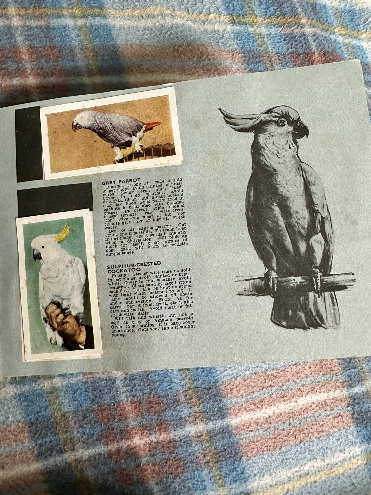 1940’s Pets Album(Tea Cards)Maxwell Knight(W. H. & F. J. Horniman & Co Ltd)one missing - Honeyburn Books (UK)