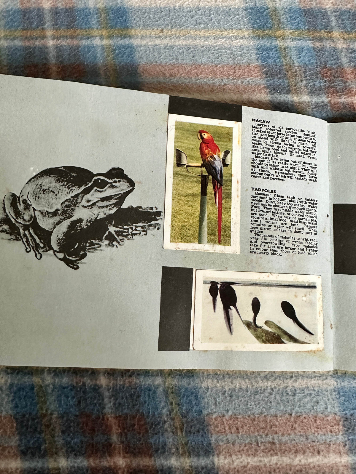 1940’s Pets Album(Tea Cards)Maxwell Knight(W. H. & F. J. Horniman & Co Ltd)one missing - Honeyburn Books (UK)