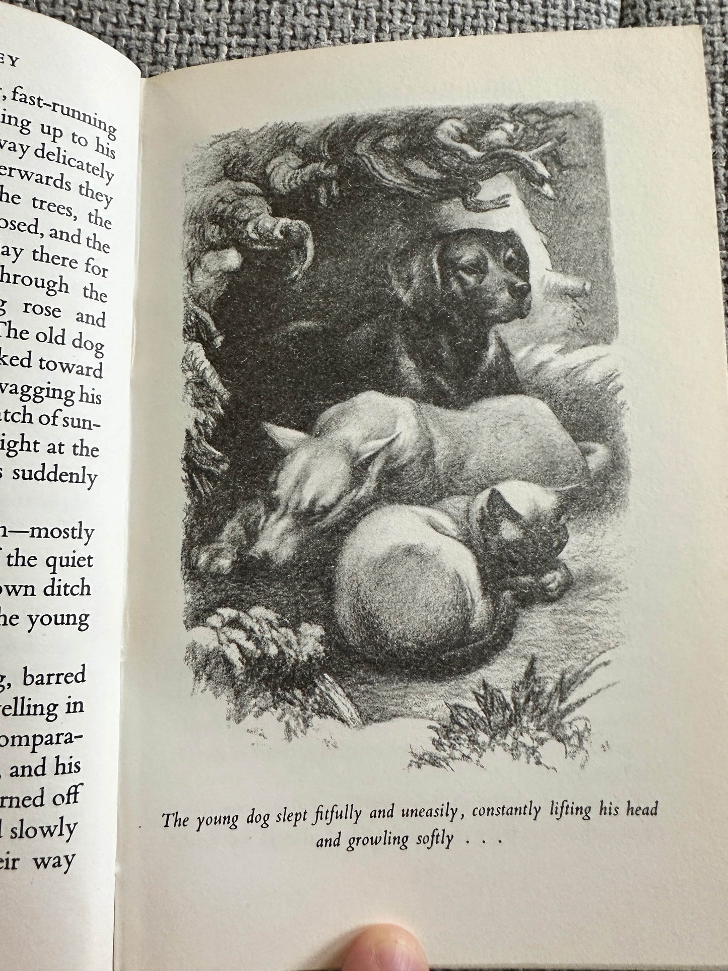 1961 The Incredible Journey - Sheila Burnford(Carl Burger Illust)The Book Club - Honeyburn Books (UK)