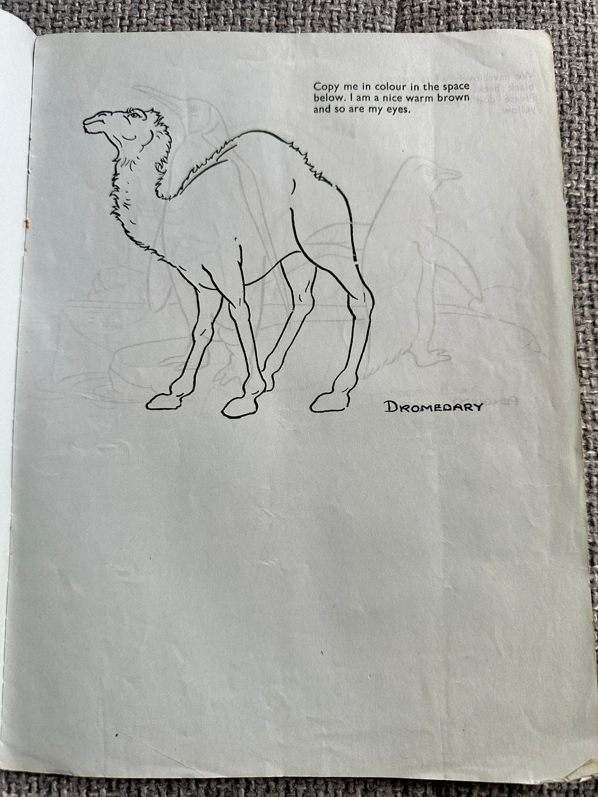 1940’s Your Favourites At The Zoo to Copy In Colour - P. M. Productions Ltd - Honeyburn Books (UK)