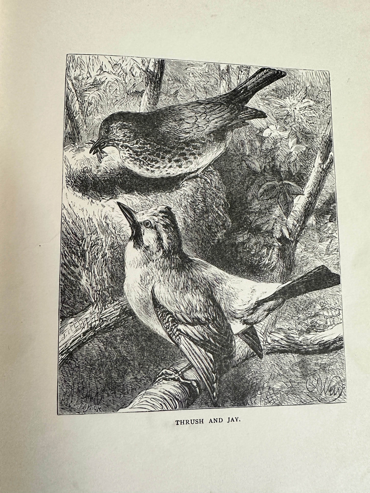 1898 Uncle Charlie’s Short Stories About Animals - Gertrude Sellon(Harrison Weir illustration and others) - Honeyburn Books (UK)