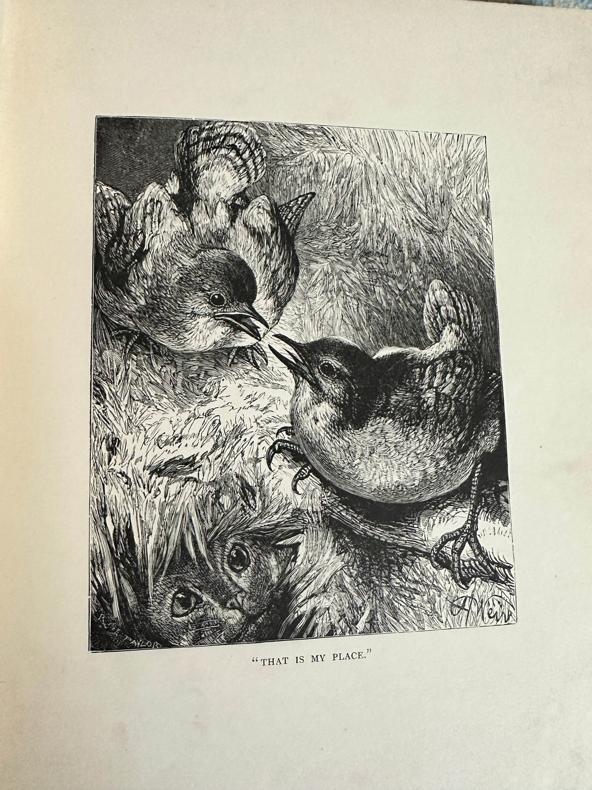 1898 Uncle Charlie’s Short Stories About Animals - Gertrude Sellon(Harrison Weir illustration and others) - Honeyburn Books (UK)