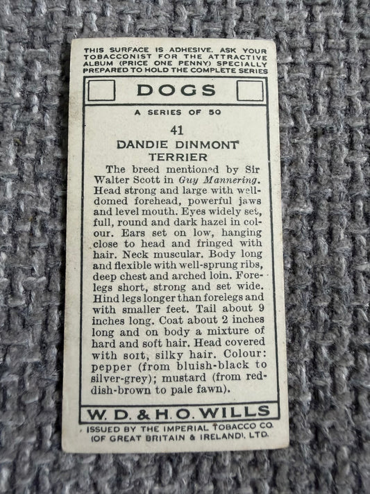 1934 Dandie Dinmont Terrier (Cigarette Card) Dogs Series (Wills)