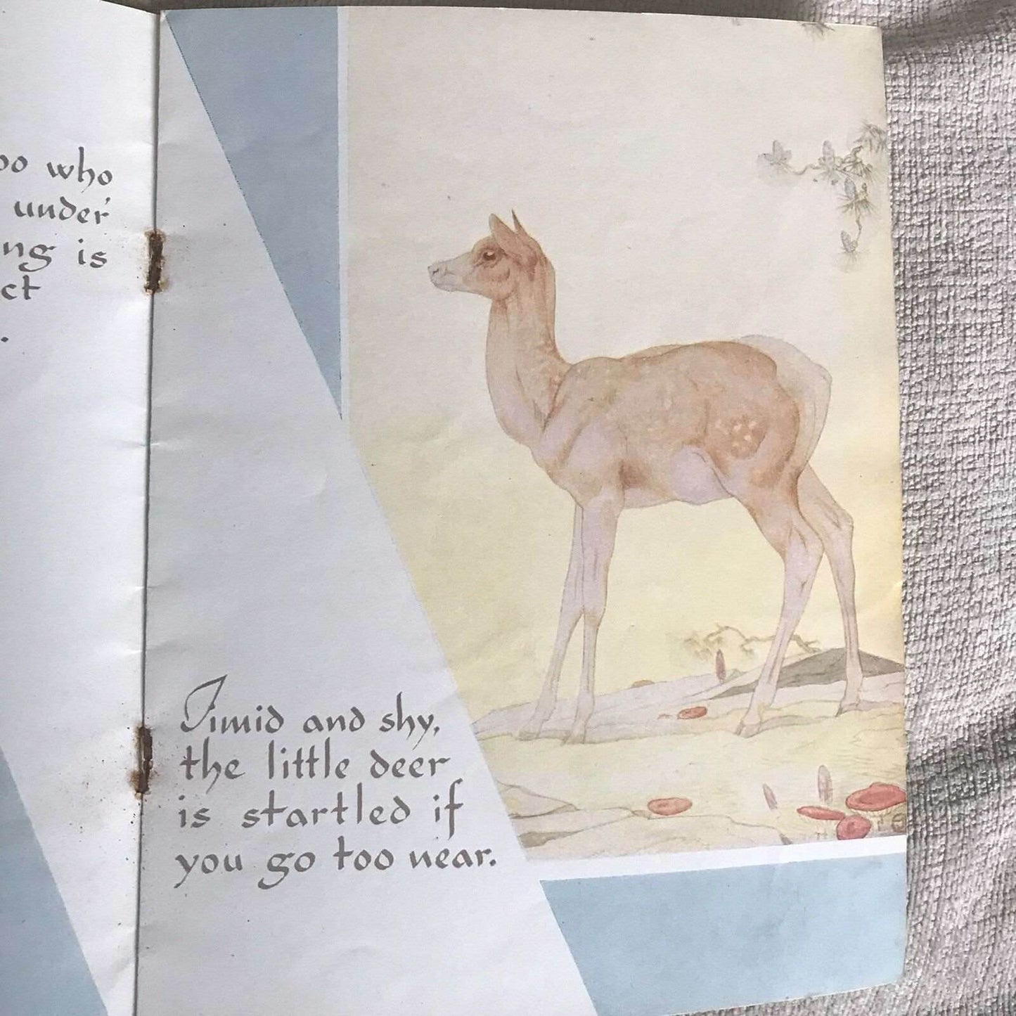 Very Rare Baby Animals of the Wild - E.J. Detmold (OUP) - Honeyburn Books (UK)