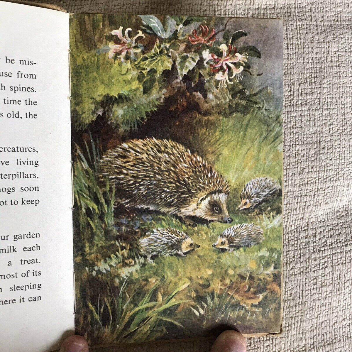 1958*1st* British Wild Animals(series 536) Ladybird By George Cansdale (R. Green - Honeyburn Books (UK)