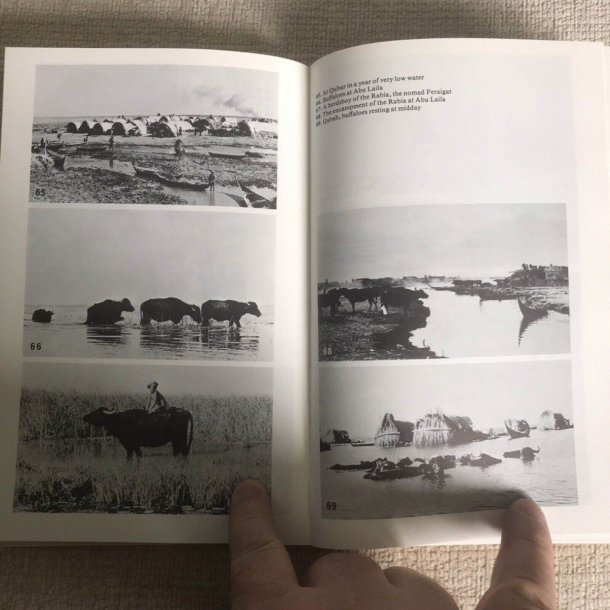 The Marsh Arabs by Wilfred Thesiger (Paperback, 1987) Penguin Publisher - Honeyburn Books (UK)