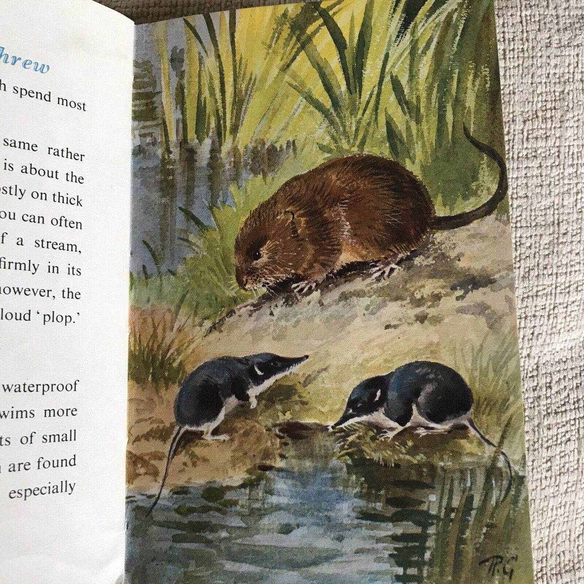 1958*1st* British Wild Animals(series 536) Ladybird By George Cansdale (R. Green - Honeyburn Books (UK)