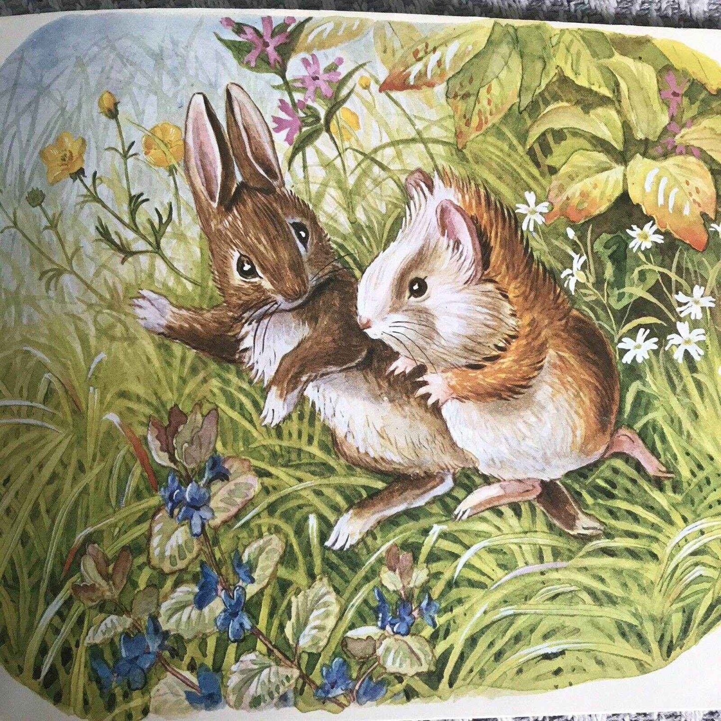1971 Guinea Pig Podge - Racey Helps (Medici Society) - Honeyburn Books (UK)