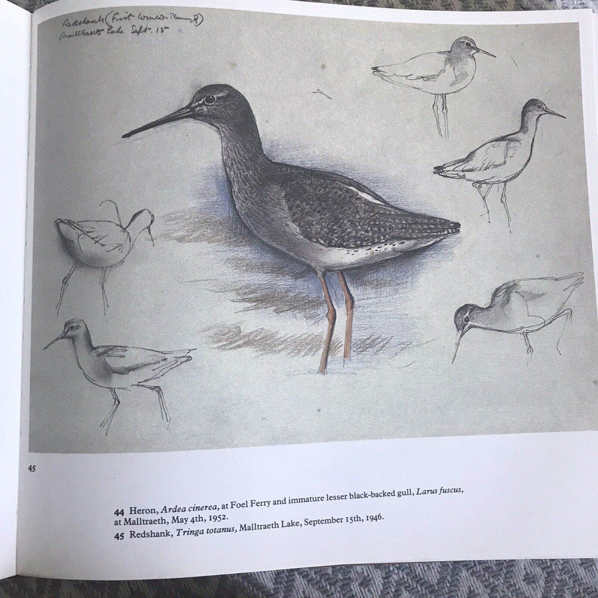 1979 C.F. Tunnicliffe A Sketchbook Of Birds(Ian Niall) Book Club - Honeyburn Books (UK)