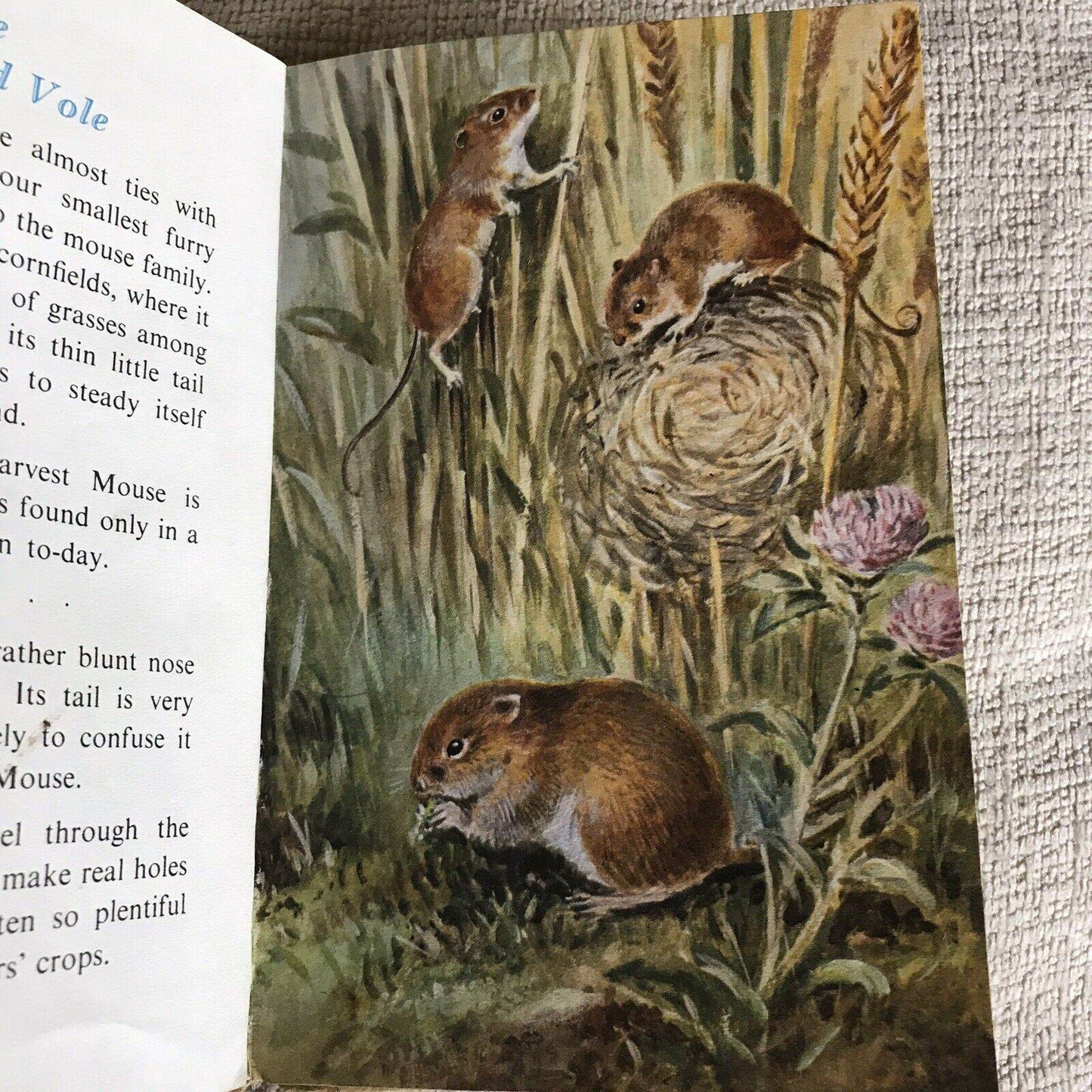 1958*1st* British Wild Animals(series 536) Ladybird By George Cansdale (R. Green - Honeyburn Books (UK)